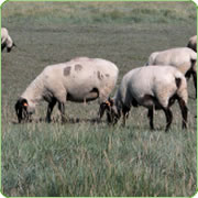 Saltmarsh Welsh Lamb